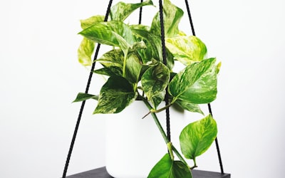 阿根廷国家男子足球队梅西领衔合影